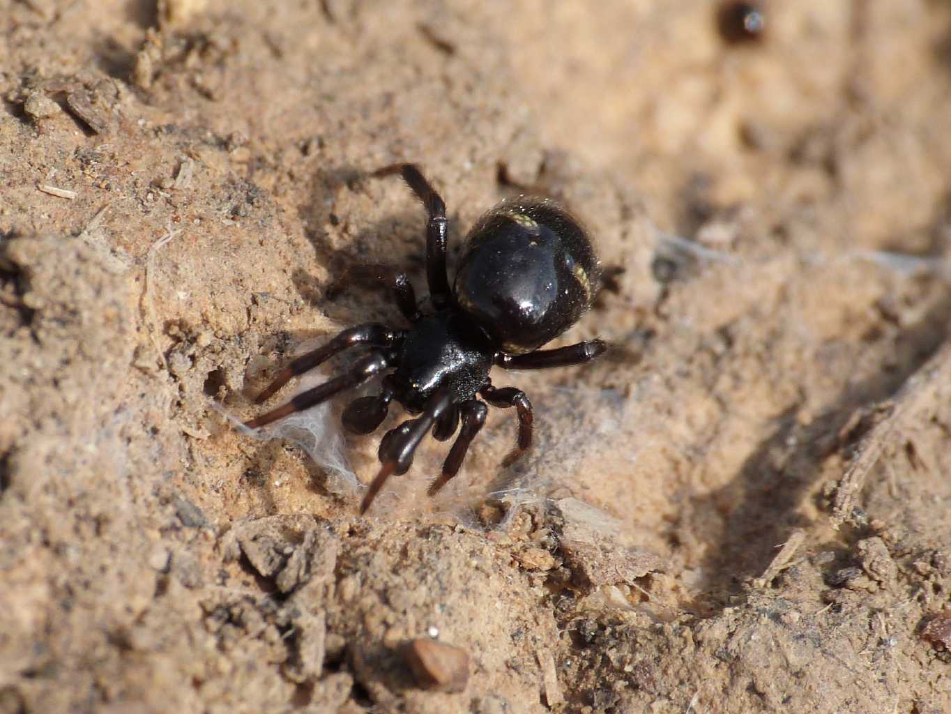 Asagena phalerata.